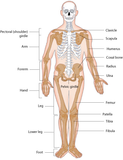 Appendicular Skeleton Anatomy Anatomy And Physiology I Study Guides