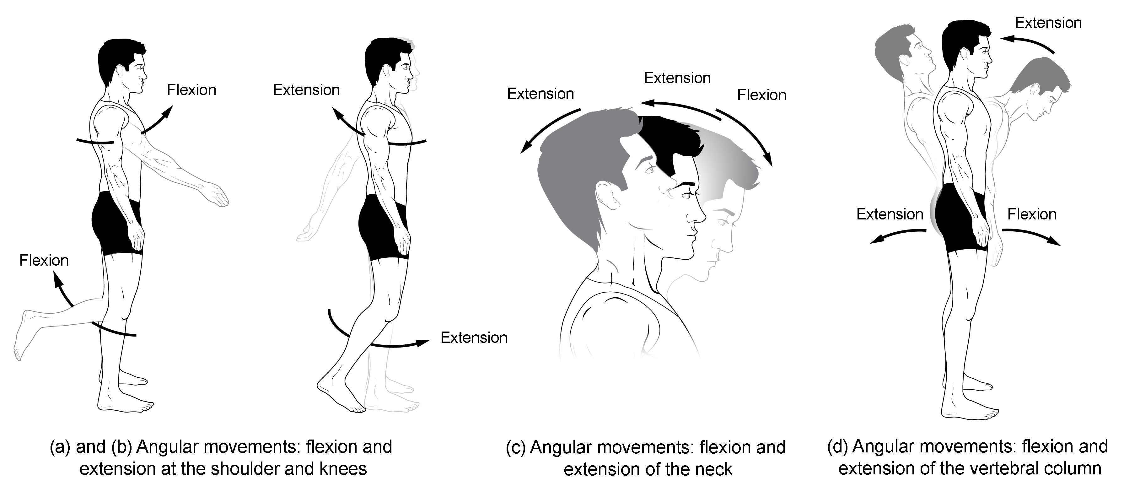 Body Movements Anatomy Quizlet