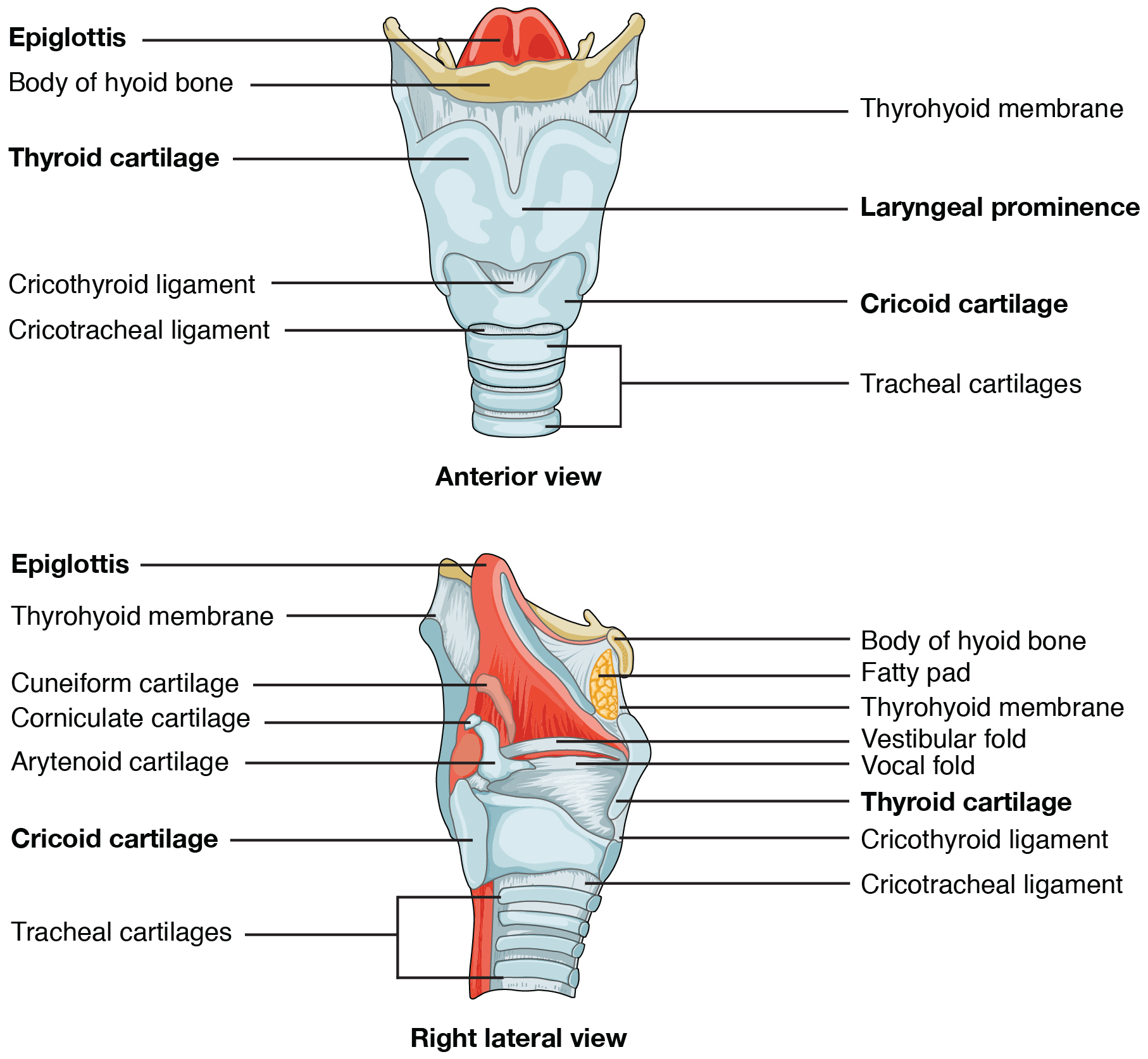 Larynx Contemporary Health Issues Study Guides