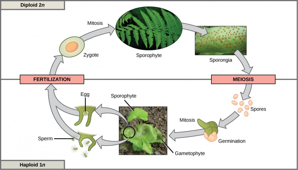 Sexual Reproduction OpenStax Biology Study Guides