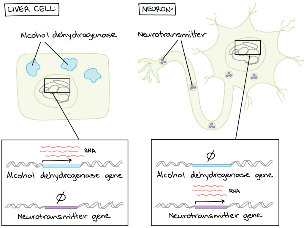 Regulation Of Gene Expression Biology For Non Majors I Study Guides