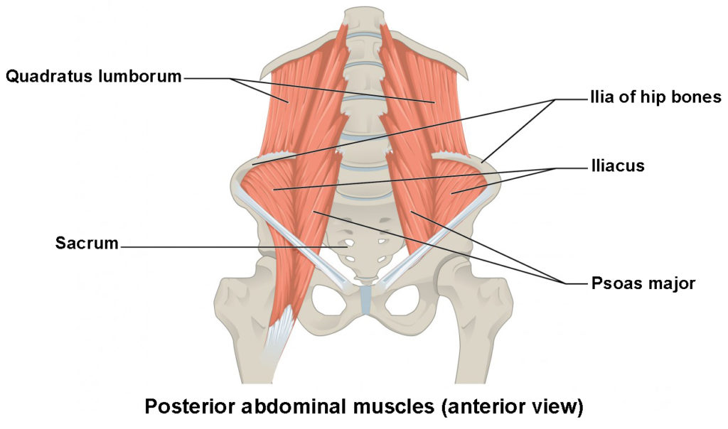 Axial Muscles of the Abdominal Wall and Thorax | Anatomy and Physiology