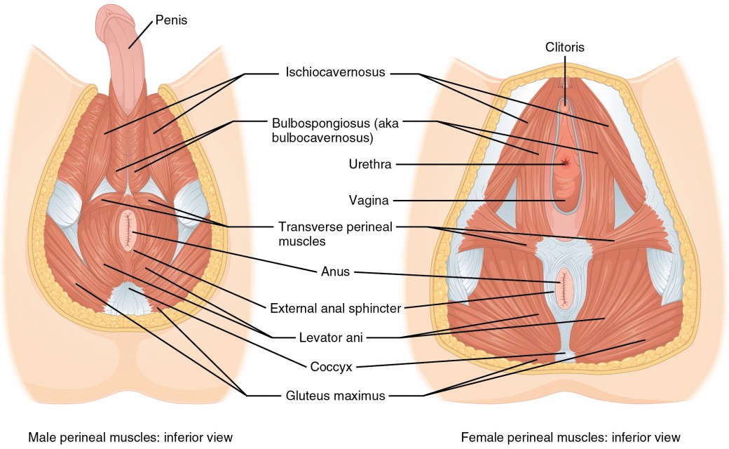 Axial Muscles of the Abdominal Wall and Thorax | Anatomy and Physiology