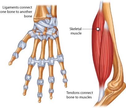 Skeletal Structures and Functions Biology Diagrams