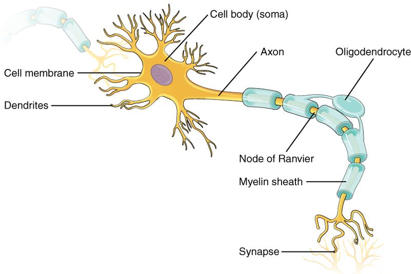 Parts of a neuron, showing the cell body with extended branches called dendrites, then a long extended axon which is covered by myelin sheath that extends to the synapses.