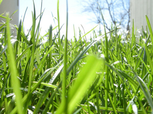 Photo of grass, taken at ground level