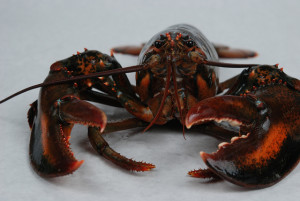 Photo of a live lobster sitting on a white surface. It is staring straight-on at the camera, and its claws face the viewer in a deep maroon tinged with black.