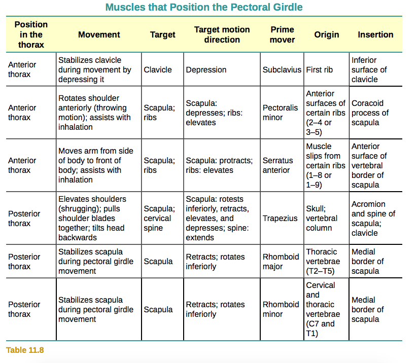 11.5 Muscles of the Pectoral Girdle and Upper Limbs – Douglas College Human  Anatomy and Physiology I (1st ed.)