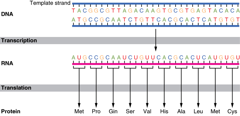 A Particular Triplet Of Bases In The Template Strand Of Dna Is Aaa