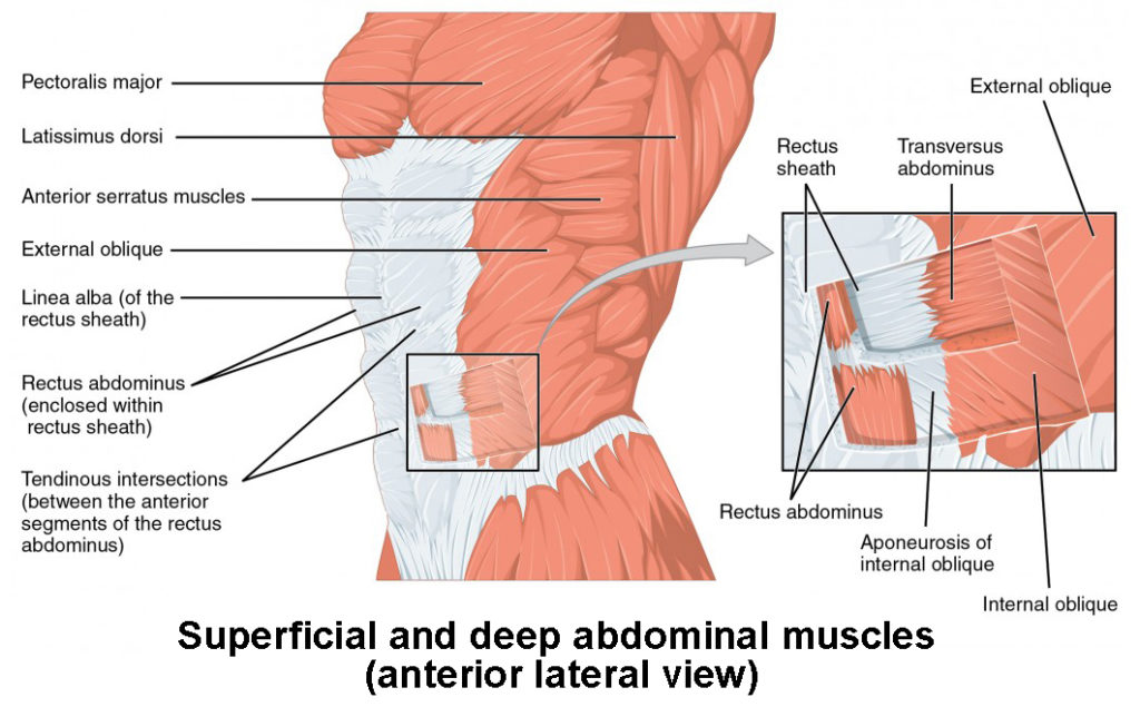 The lateral view of the superficial and deep abdominal muscles. 