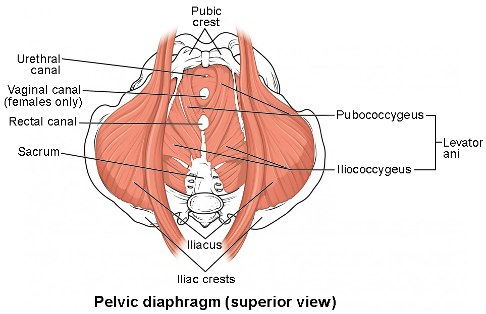 This image shows the superior view of the pelvic diaphragm.