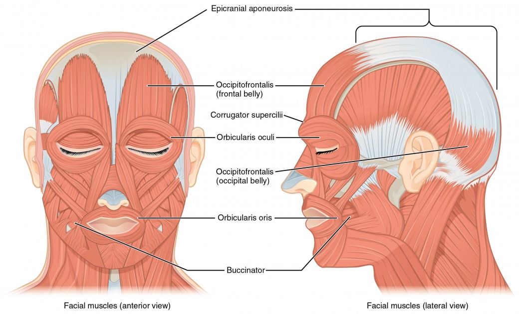 The left panel in this figure shows the anterior view of the facial muscles, and the right panel shows the lateral view.