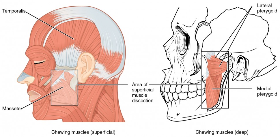 The left panel of this figure shows the superficial chewing muscles in face, and the right panel shows the deep chewing muscles.