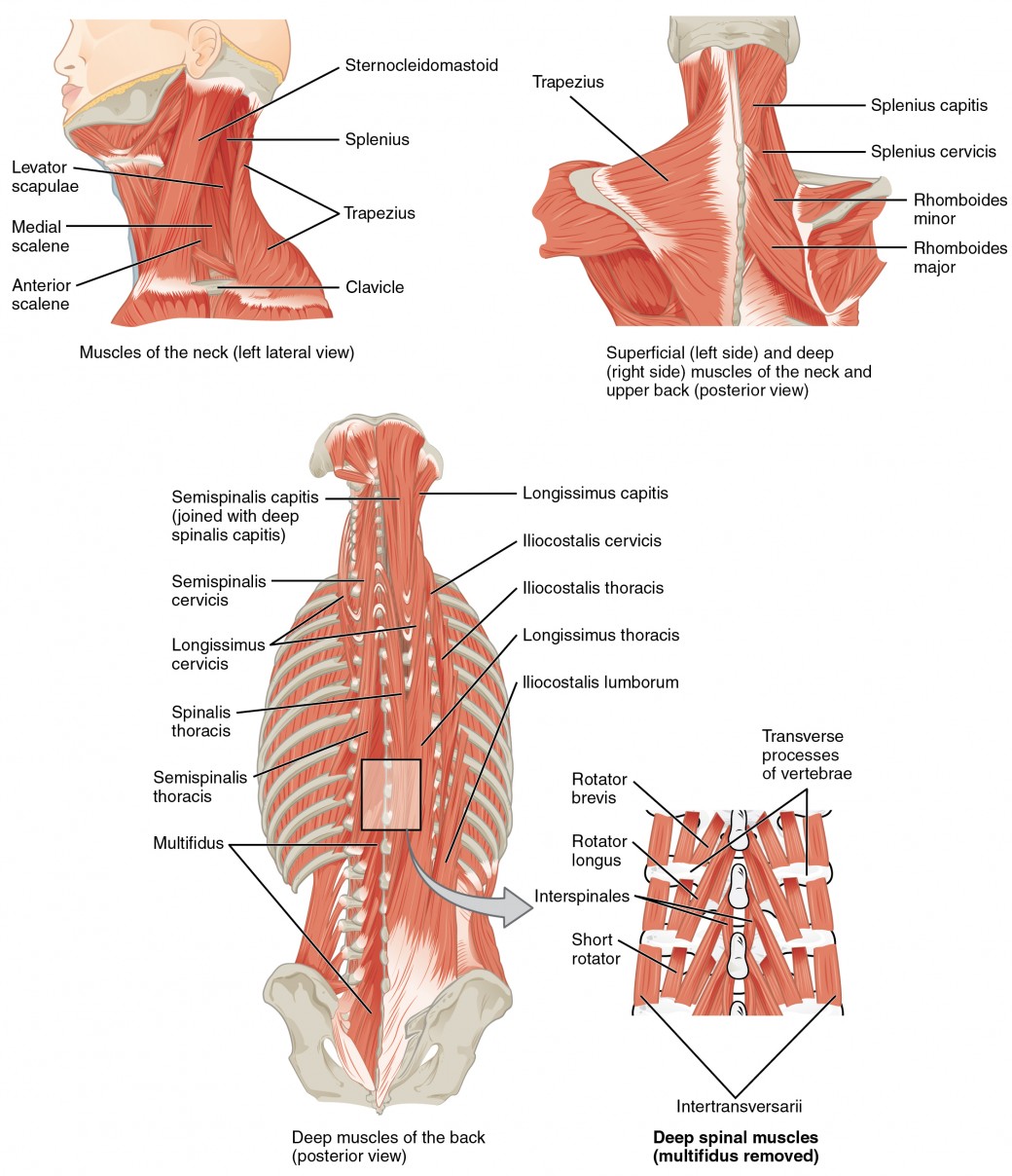 The top left panel shows a lateral view of the muscles of the neck, and the bottom left panel shows the posterior view of the superficial and deep muscles of the neck. The center panel shows the deep muscles of the back, and the right panel shows the deep spinal muscles.