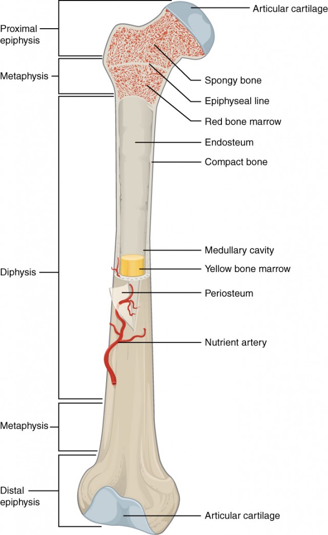 Anatomy of the proximal anterior upper leg as illustrated in