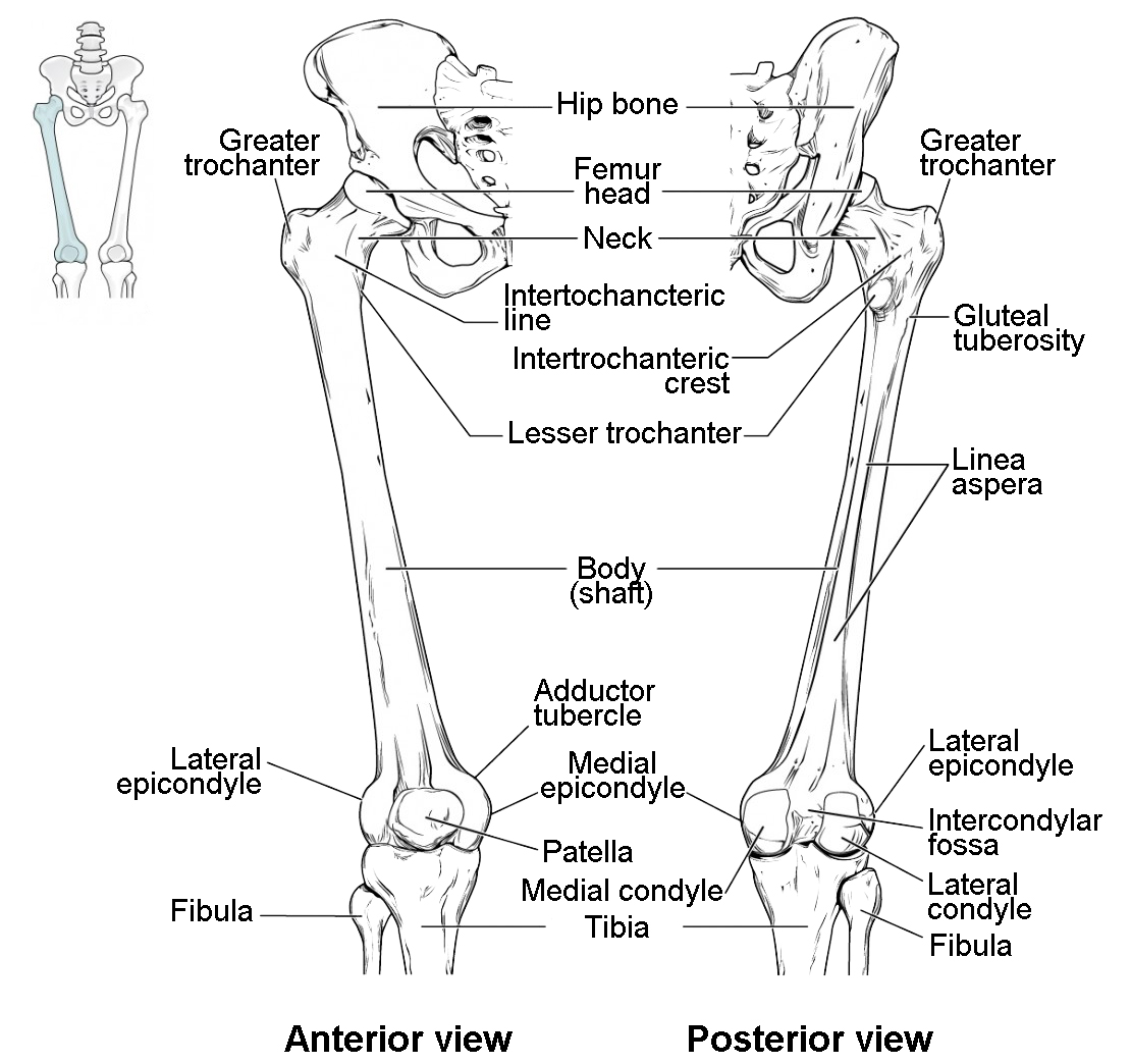 Bones of the Lower Limb | Anatomy and Physiology I | | Course Hero