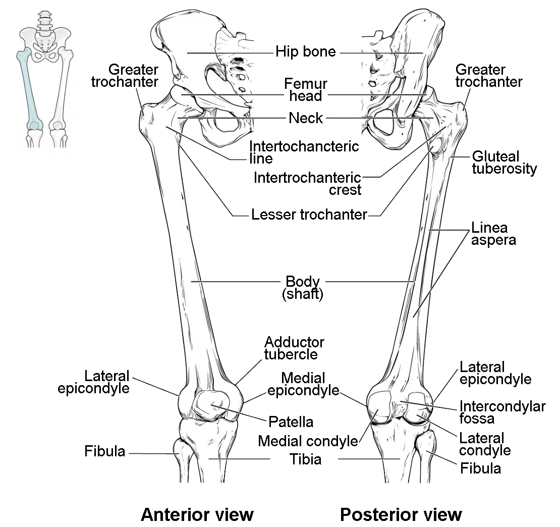 Bones Of The Lower Limb Anatomy And Physiology I Study Guides