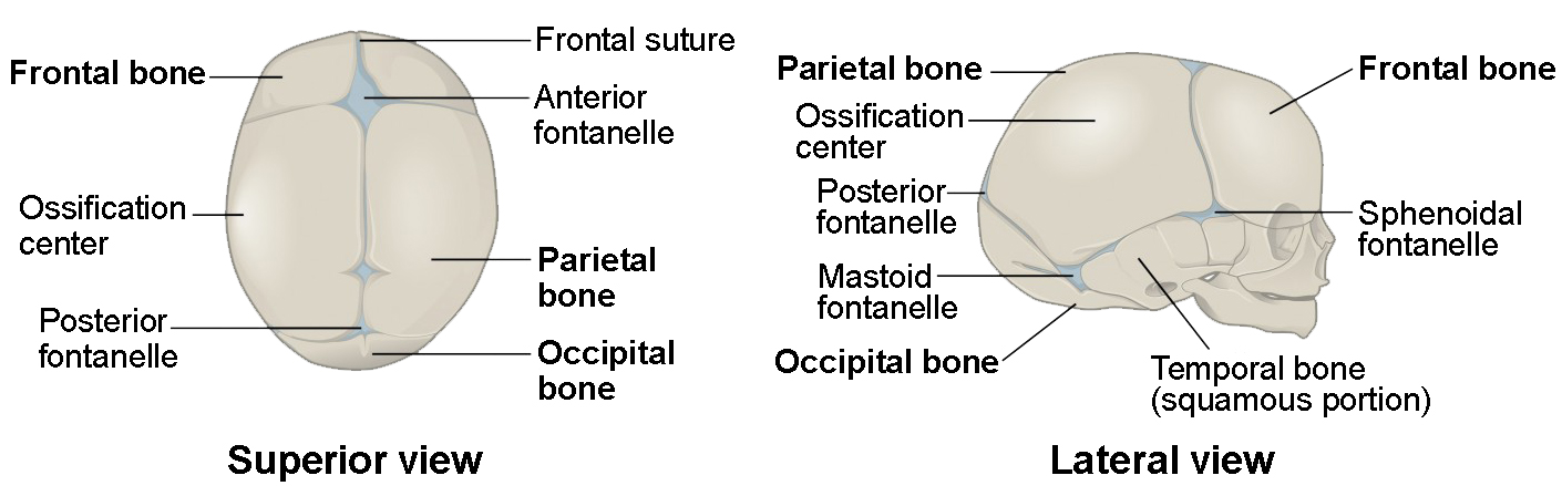 This diagram shows the image of a newborn human skull. The major parts of the skull are labeled. The left panel shows the superior view (from the top) and the right side shows the lateral view (from the side).