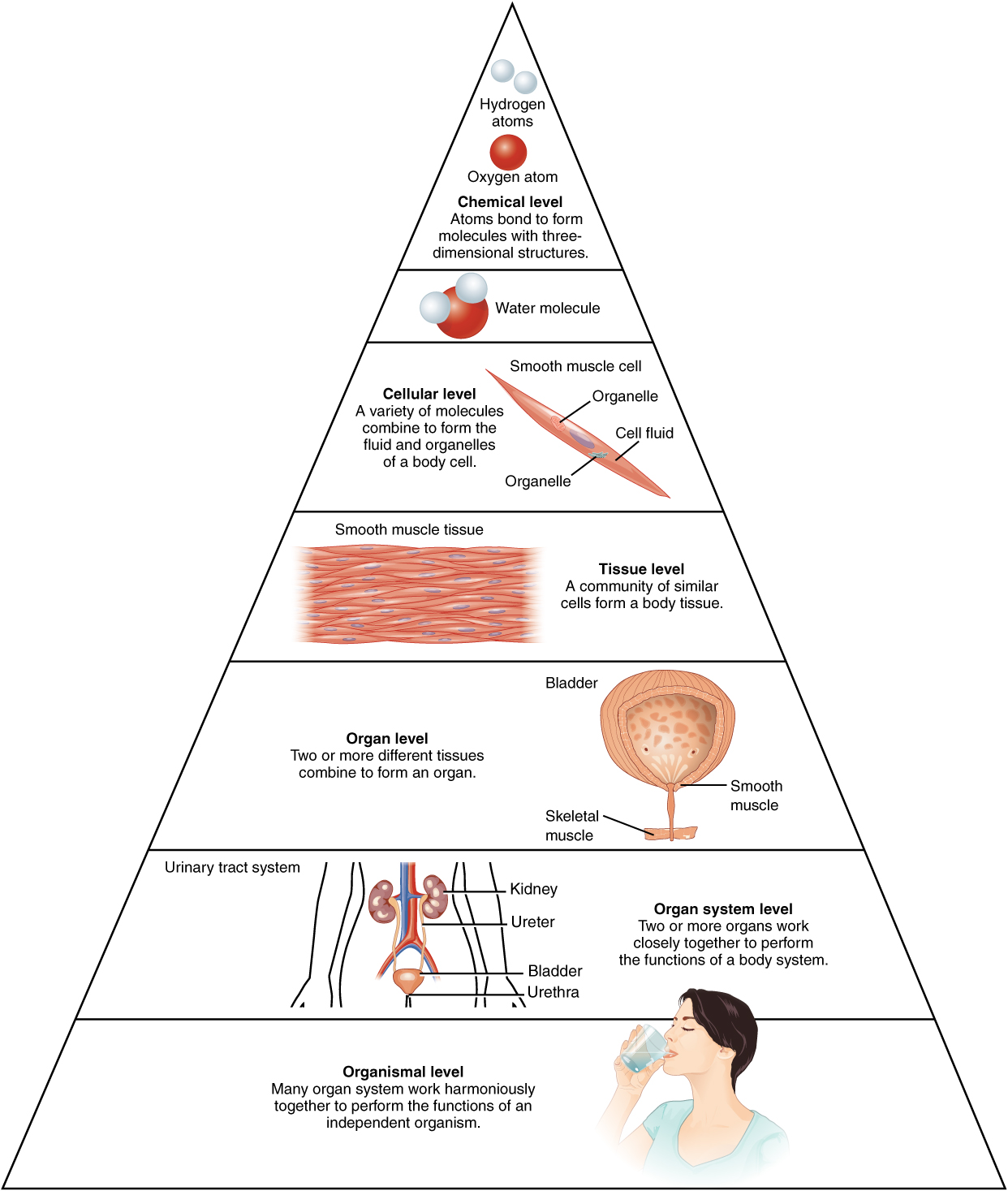 structural-organization-of-the-human-body-anatomy-and-physiology-i