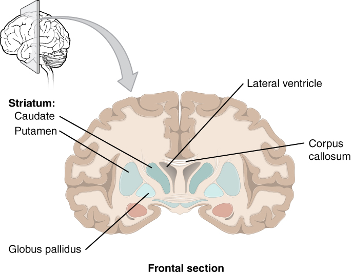 8-185 gray vs. white matter in the CNS Diagram