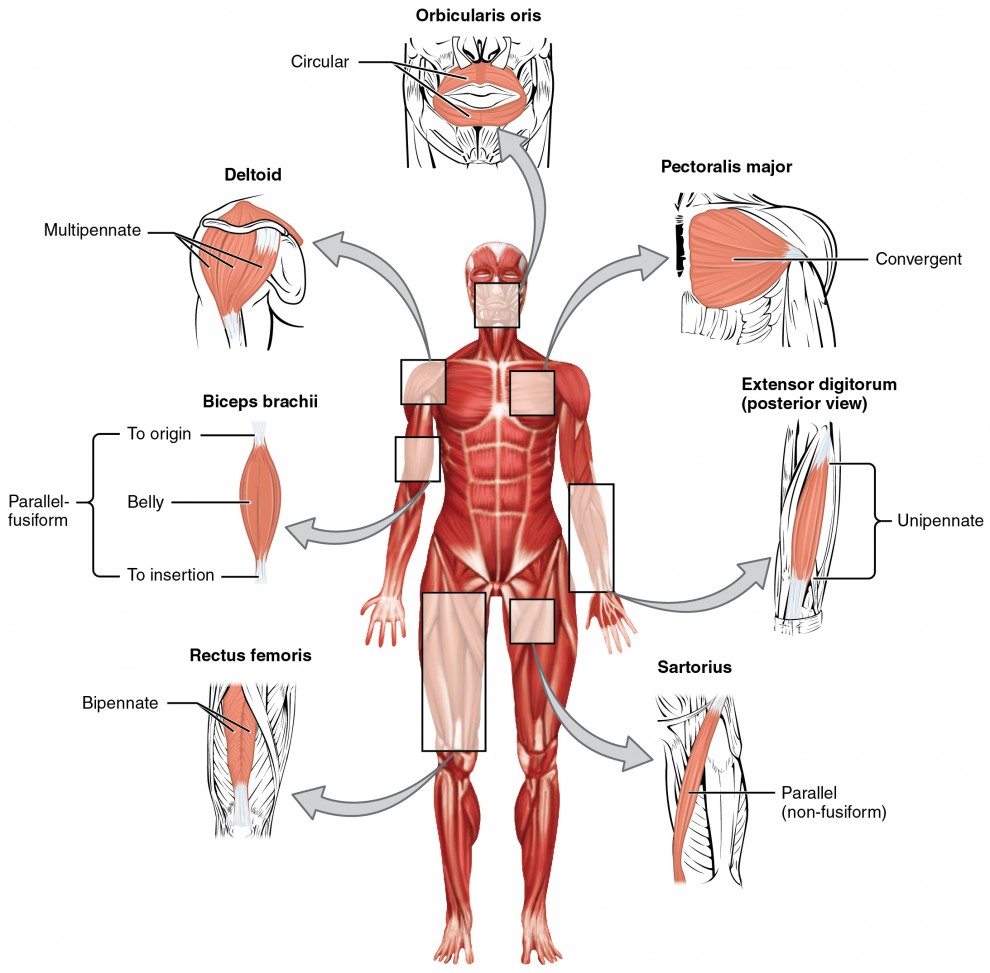 This figure shows the human body with the major muscle groups labeled.