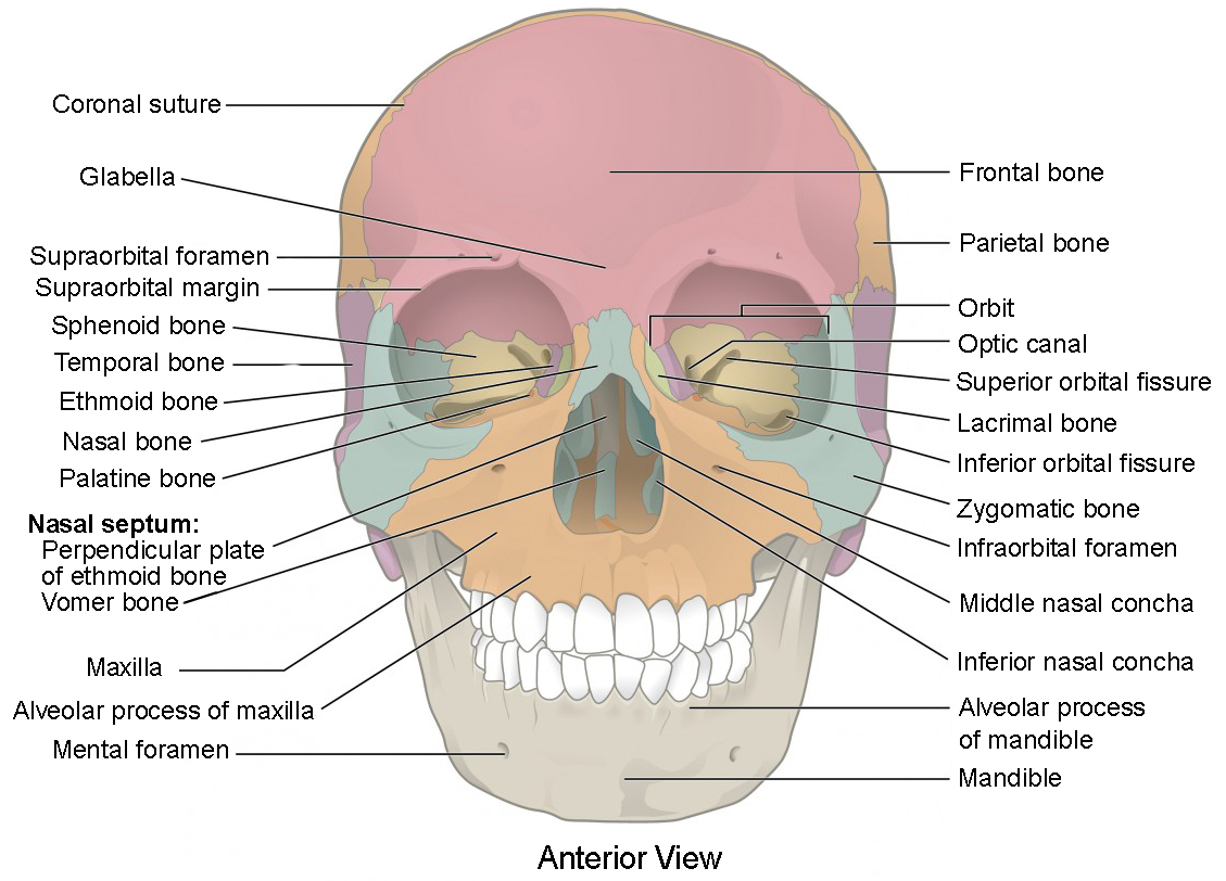 The Skull | Anatomy and Physiology I | Study Guides