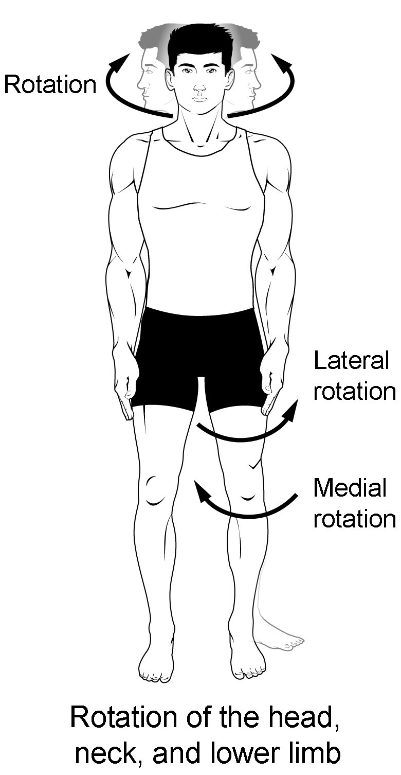 Types of Body Movements Anatomy and Physiology I Course Hero