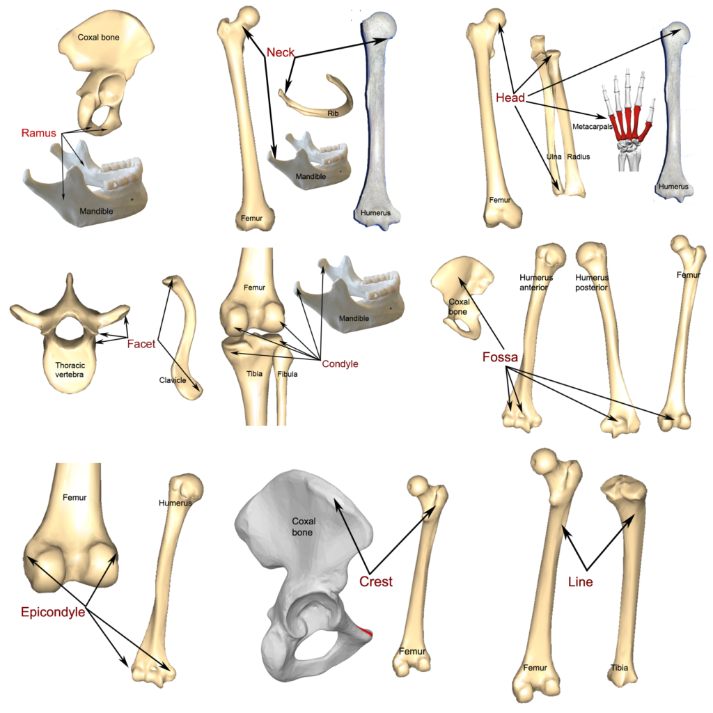 Bone markings, processes, and cavities | Human Anatomy and Physiology ...
