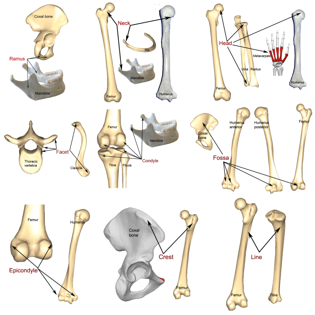 Bone Markings Processes And Cavities Human Anatomy And Physiology 