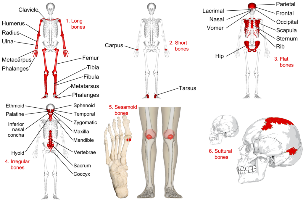 Categorizing Bones By Shape Human Anatomy And Physiology Lab BSB Course Hero