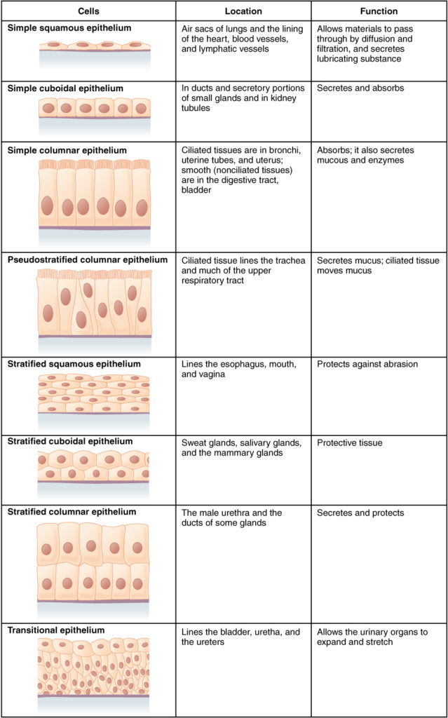 423_table_04_02_summary_of_epithelial_tissue_cellsn
