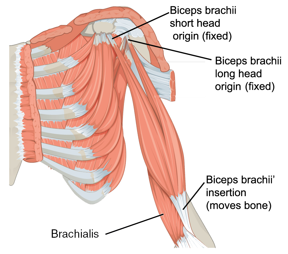 Muscles Of The Upper Arm Human Anatomy And Physiology Lab Bsb 141