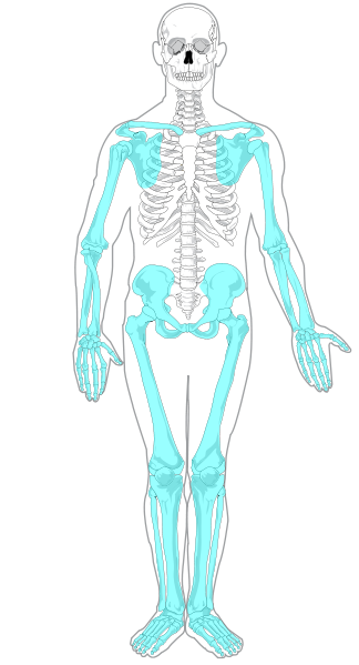 The upper limbs  Human Anatomy and Physiology Lab (BSB 141