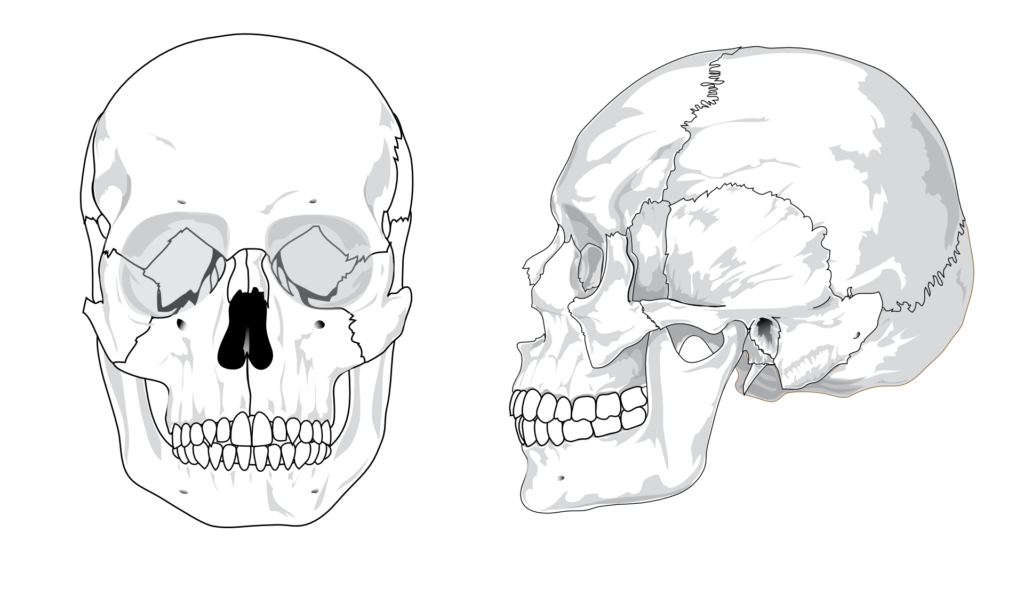 cranial bones unlabeled