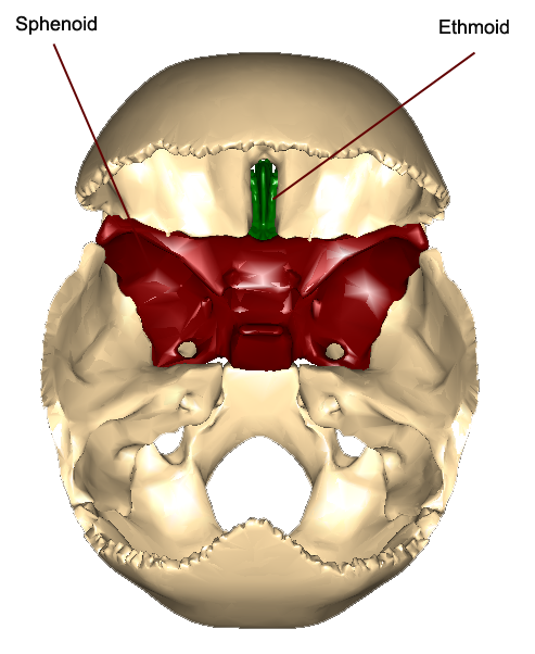 Bones of the Skull Anatomy - Jacksonville Orthopaedic Institute