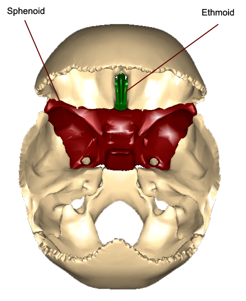 The Skull – Anatomy & Physiology