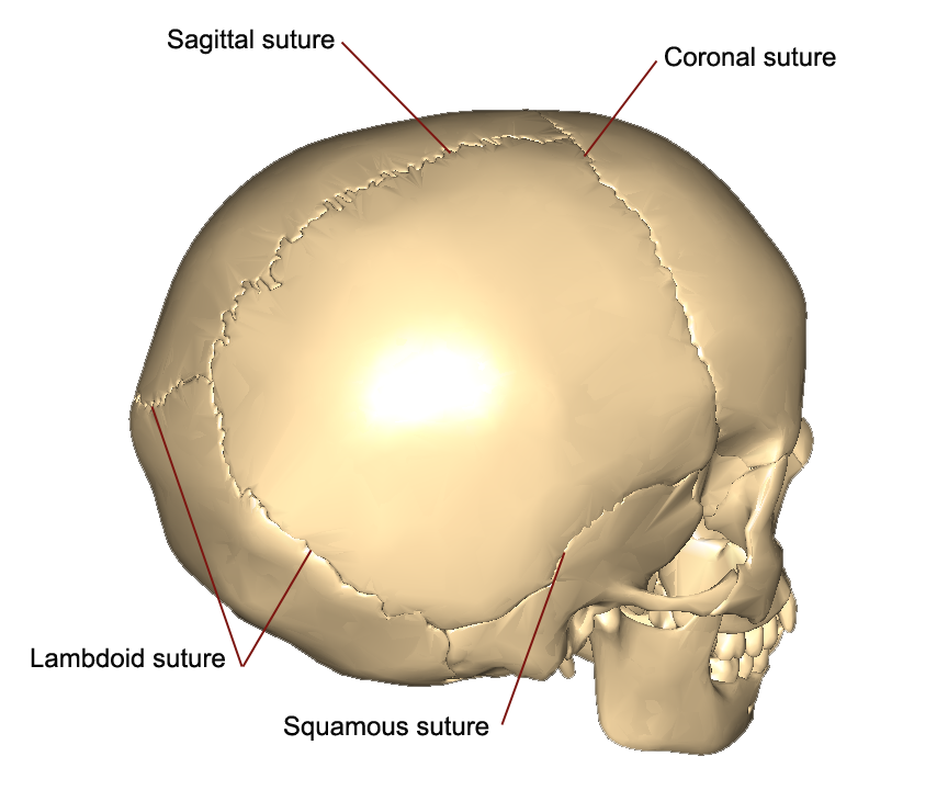 Skull bones and features 1