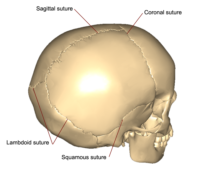 The Skull  Anatomy and Physiology I