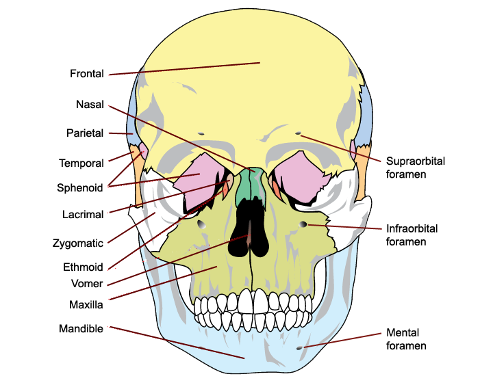 Skull bones and features 1