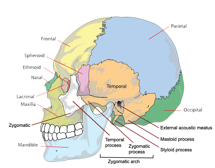 Skull Anatomy - Cranial Bone and Suture Labeled Diagram, Names