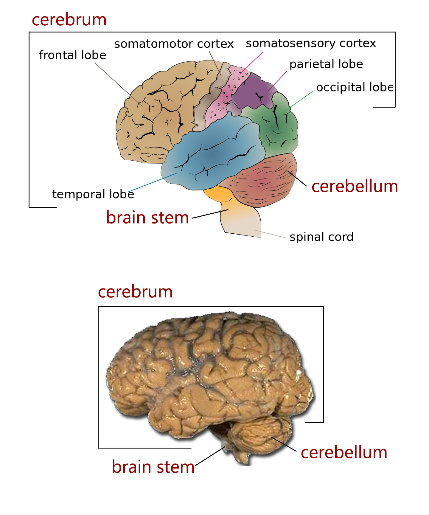 What Are The Regions Of The Brain Stem