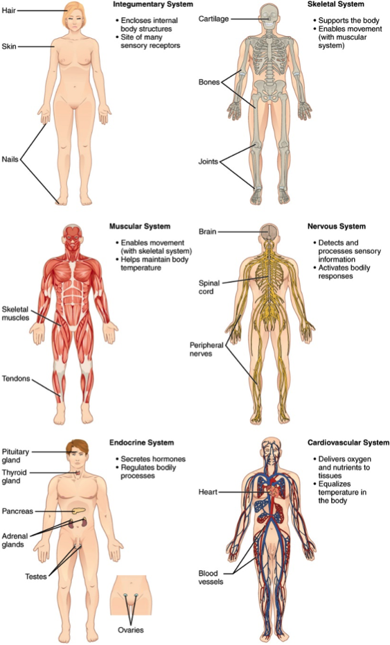 Six different human figures showing the integumentary, skeletal, muscular, nervous, endocrine, and cardiovascular systems.