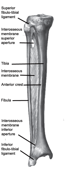 Muscles of the lower leg and foot, Human Anatomy and Physiology Lab (BSB  141)