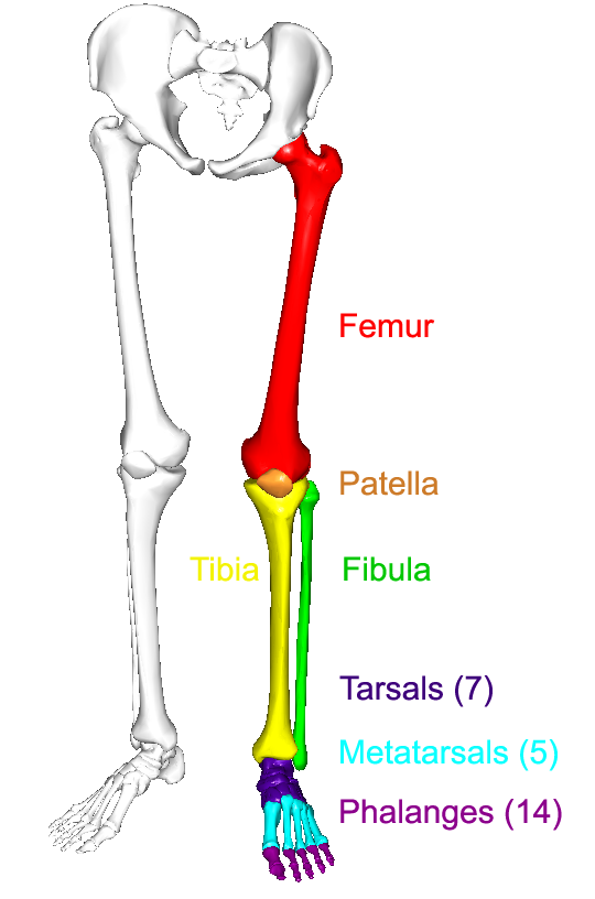 Lower Limb: Divisions, Bones & Functions - Lesson