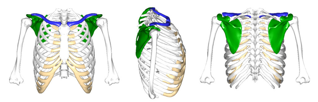 The pectoral girdles, Human Anatomy and Physiology Lab (BSB 141)