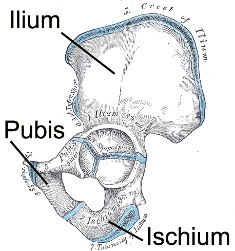 Chapt 7 Appendicular skeleton-Pelvic girdle and lower limbs