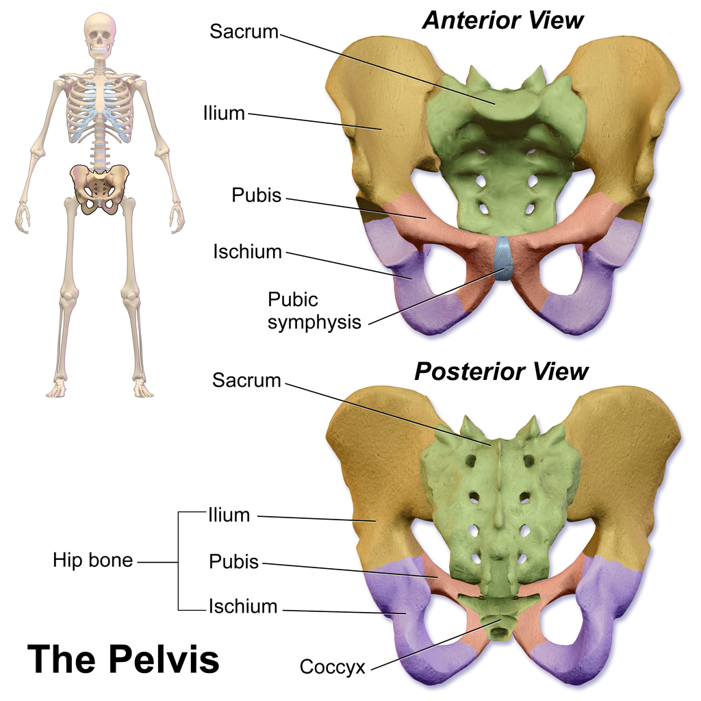 The pelvis, Human Anatomy and Physiology Lab (BSB 141)