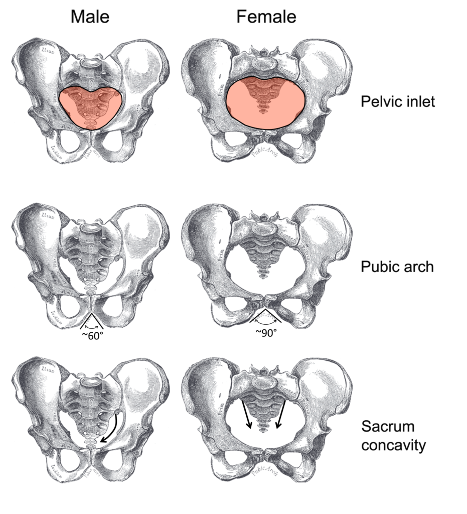 The Pelvis Human Anatomy And Physiology Lab Bsb 141 Course Hero 6308