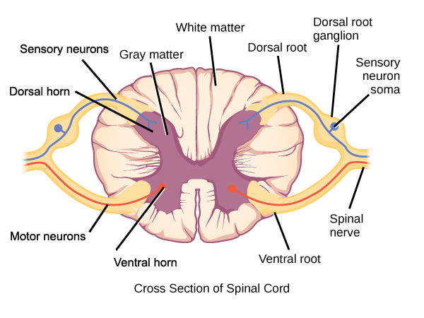 Spinal cord cross-section.