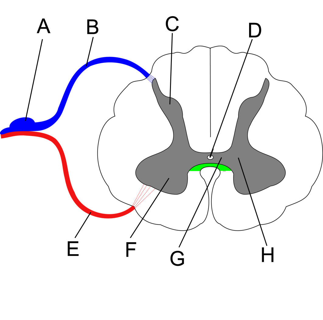 spinal cord cross section anatomy